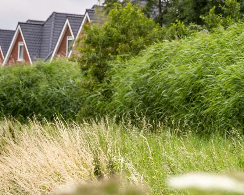 Riet en groen in de polder